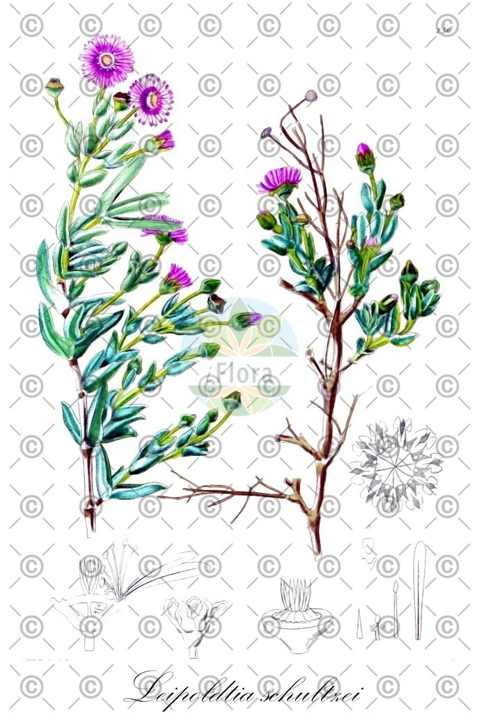 HistAbb_wfo-0001196418_2_ENZY_Simple | Historische Abbildung von Leipoldtia schultzei - Aizoaceae | Historical Illustration of Leipoldtia schultzei - Aizoaceae