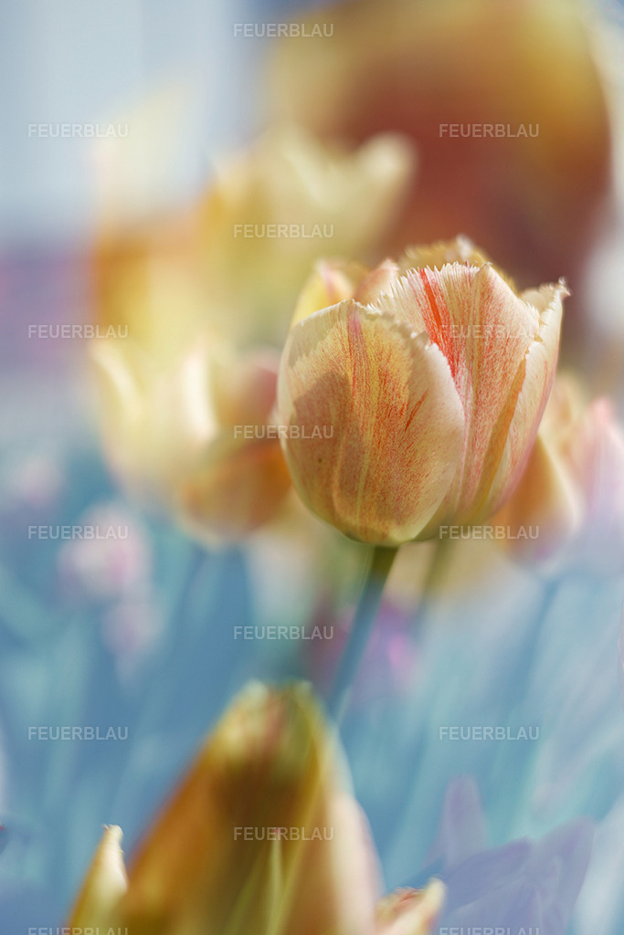 Wenn Tulpen träumen | Wenn Tulpen träumen - Realisiert mit Pictrs.com