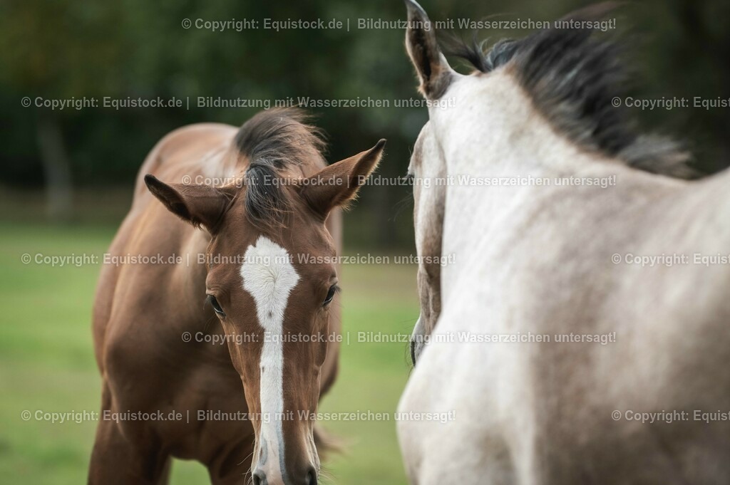20201005_Fohlen_0079 | equistock