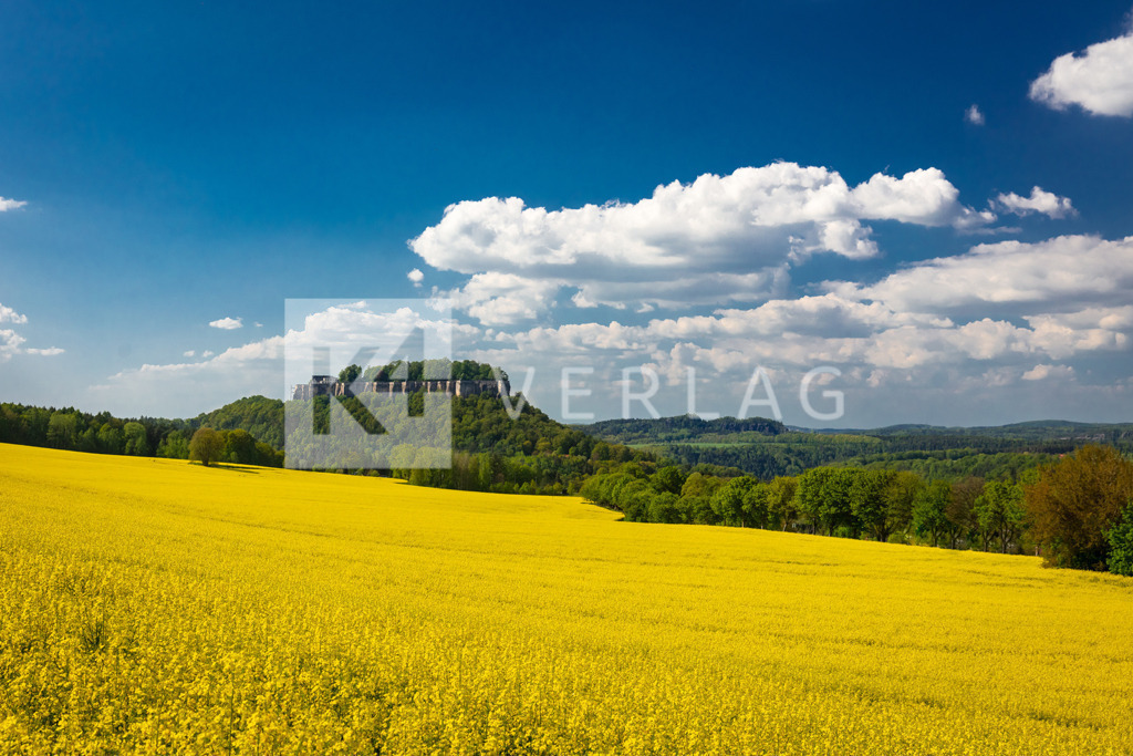 Wandbild-Festung-Koenigstein-Raps-Fruehling_OCO3317 | Gelbe Rapsfeldern umgeben die Festung Königstein - Realisiert mit Pictrs.com
