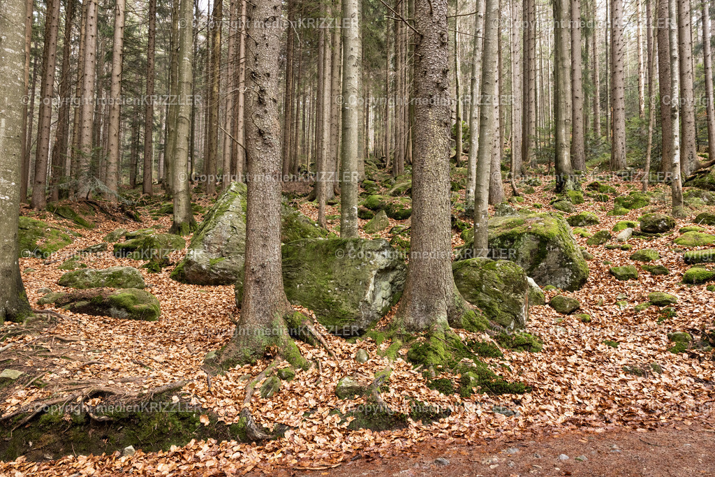 _J3A9108 | medienkrizzler - Realisiert mit Pictrs.com