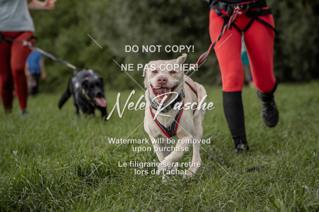 nelerasche_DoN_167 | nelerasche