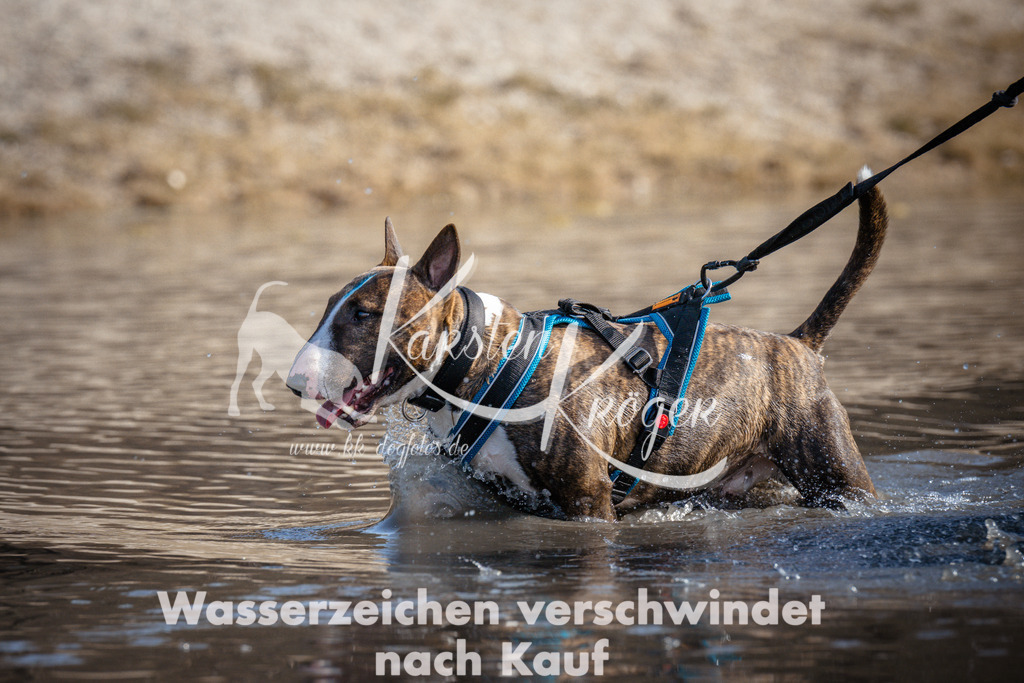 1159_ZZ97953 | kk-dogfotos
