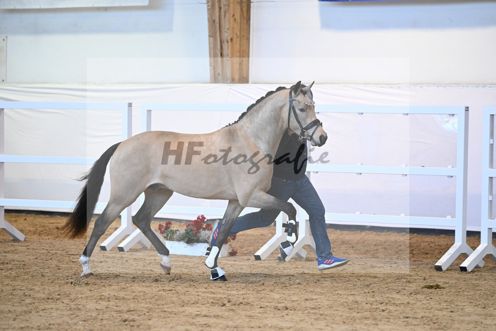 Kat-Nr. 25 Anmaris Nottingham_Wolff_2230497 | hf-fotografie - Realisiert mit Pictrs.com