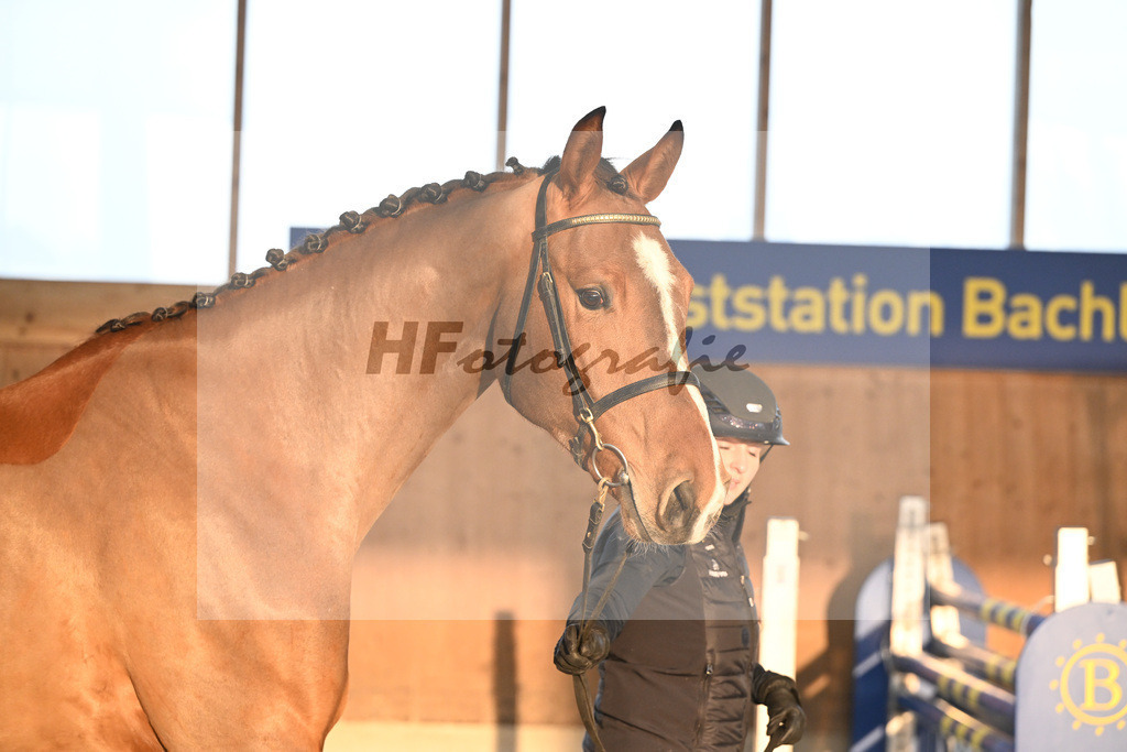 Kat-Nr. 31 Securus Eickenrode v. Eldorado v d Zeshoek_Roberta_14261027 | hf-fotografie - Realisiert mit Pictrs.com