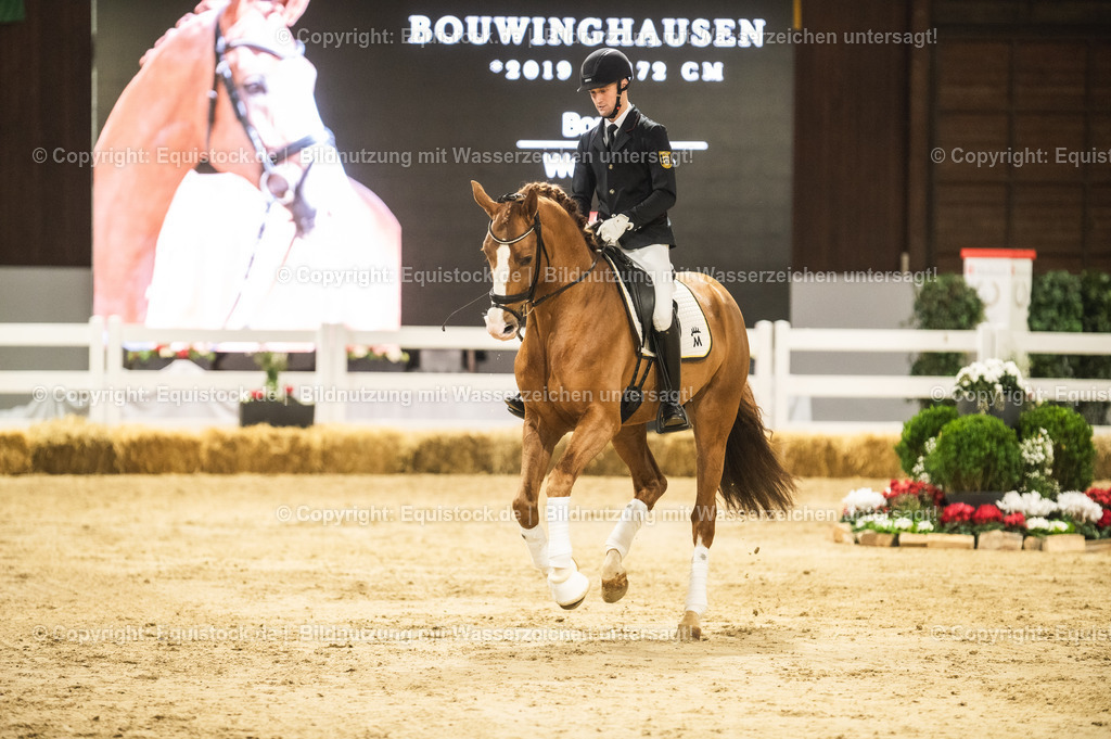 20240302_Hengstvorstellung_Marbach_TOMsPiC_0546 | equistock