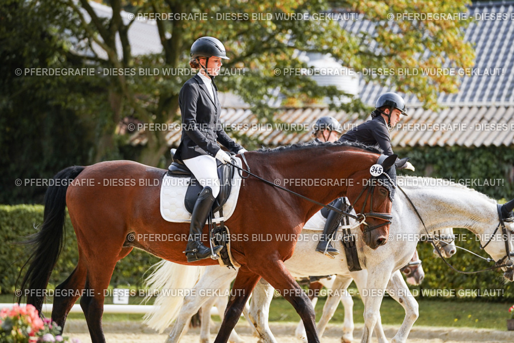 DSC04440 | Pferdegrafie