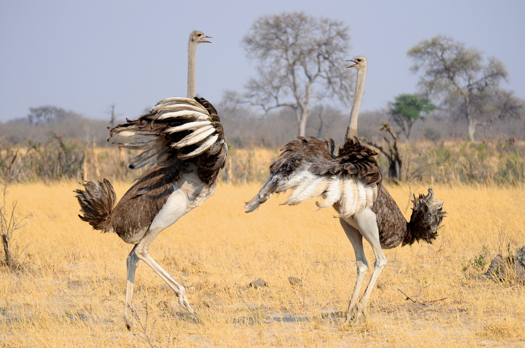 DSC_1470 | Ostrich Dance - Wer gewinnt das Männchen? - Realisiert mit Pictrs.com