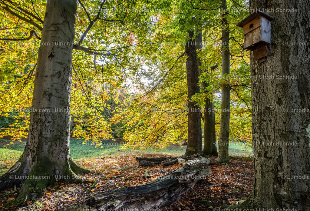 10049-12590 - Schloßpark Ilsenburg im Harz | Stockfoto und Bilderpool mit Bildmaterial aus Deutschland, dem Harz, Halberstadt, Quedlinburg, Wernigerode und weltweit. Qualitativ hochwertige und professionelle Fotos anschauen und kaufen. - Realisiert mit Pictrs.com