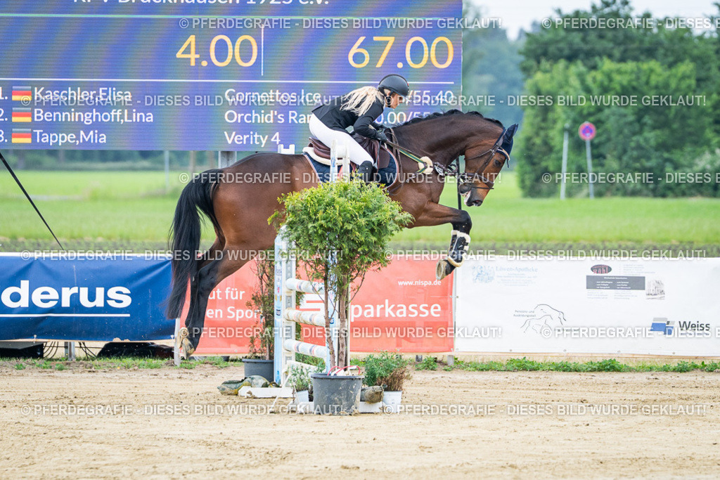 DSC03364 | Pferdegrafie