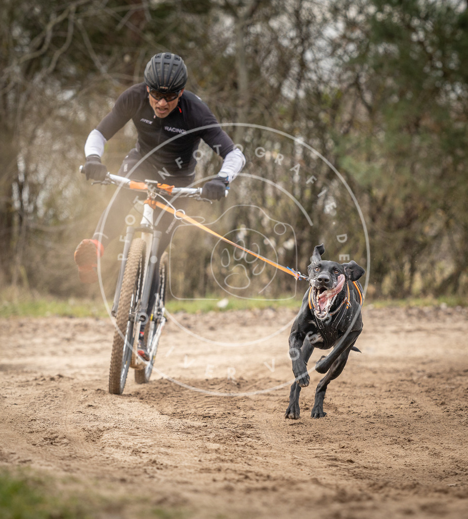Pfotenfotografie_DV3A9318 | Hundefotografie, Tierfotograf, Pfotenfotografie, Fotoshooting Hund, Hunde Portrait, Hundesport, Hundeportraits, Heideshooting, Hunde, Sportfotograf, Hundefotograf, Turnierhundsport, THS,  - Realisiert mit Pictrs.com