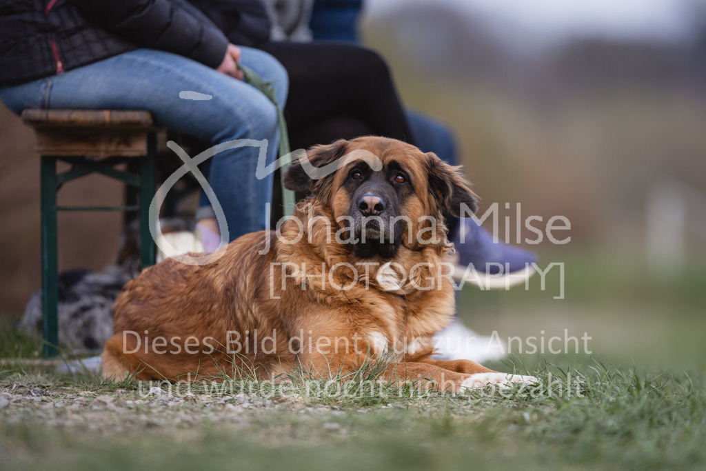 230406_Frühlingsfest_A-Stil2-203 | Deine schönsten Turniermomente als professionelle Fotos! Entdecke hochwertige Pferdesport-Fotografie im Online-Shop. Jetzt Fotos finden & bestellen!