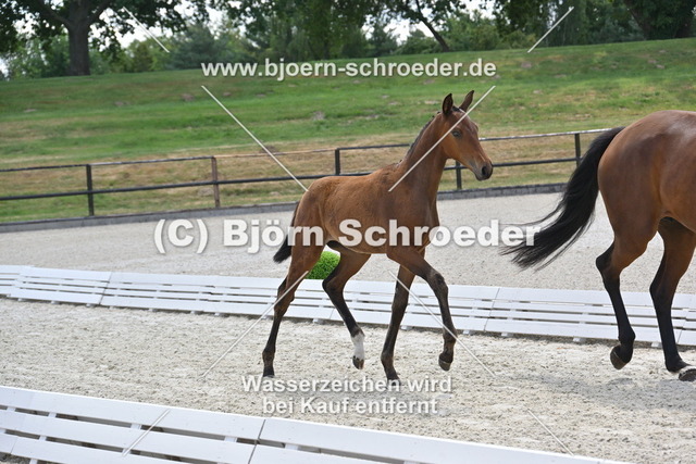 29_Van Vermeer - Vilancio_935_2071 | Björn Schroeder Pferdefotografie