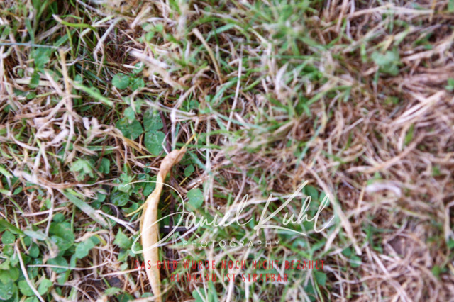 DKP47348 | Turniersportfotografie; Pferdefotografie; Dressurfotografie