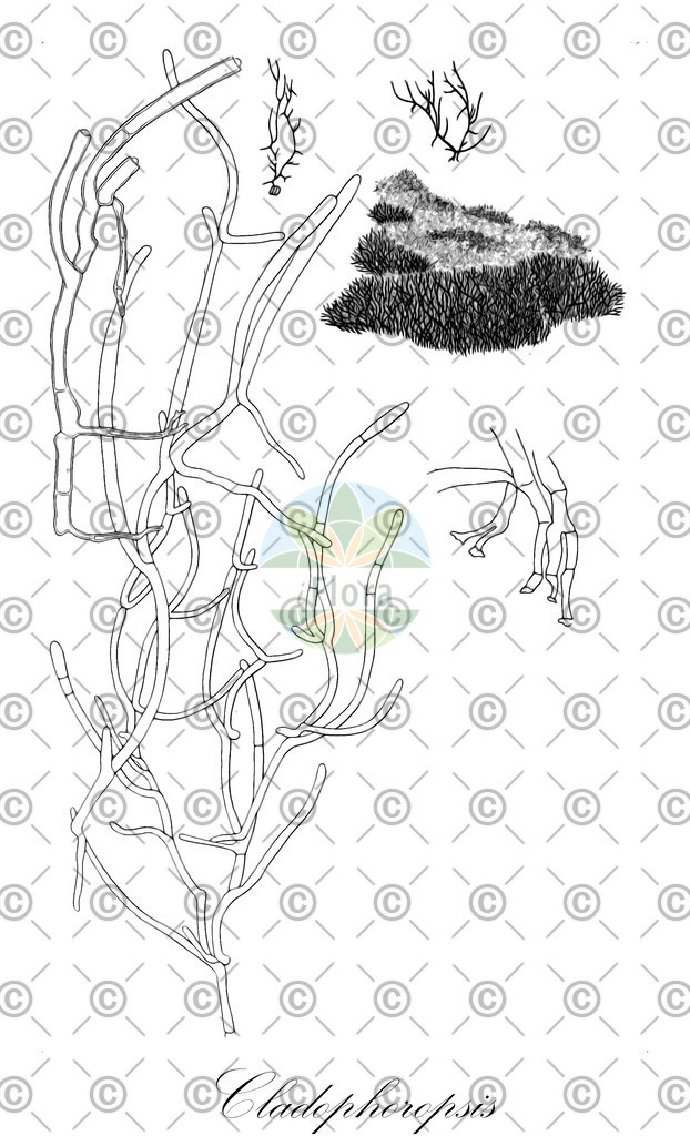 HistAbb_wfo-0001180597_1_ENZY_Simple | Historische Abbildung von Cladophoropsis - Boodleaceae (0) | Historical Illustration of Cladophoropsis - Boodleaceae (0)