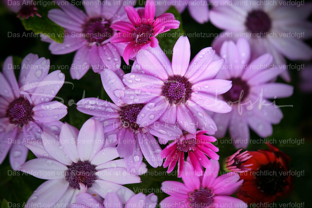 Wandbild Blumenmeer | Ein paar Tropfen machen das Leben frischer - Realisiert mit Pictrs.com