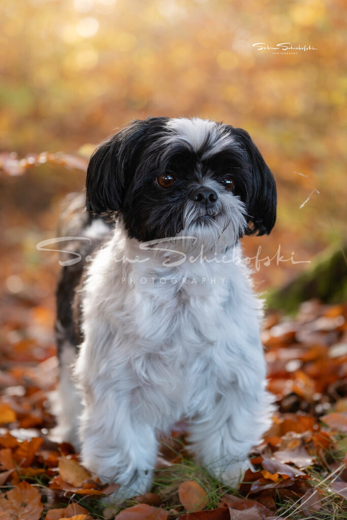"Leo" Shih Tzu | People- und Tierfotografie, Imageaufnahmen, Veranstaltungsfotografie und Wandbilder aus der Natur ★ Made in Germany ✔️ Druck + Downloads ✔️ Naturfotografie in Top Qualität ★ schneller Versand, weltweite Lieferung! - Realisiert mit Pictrs.com