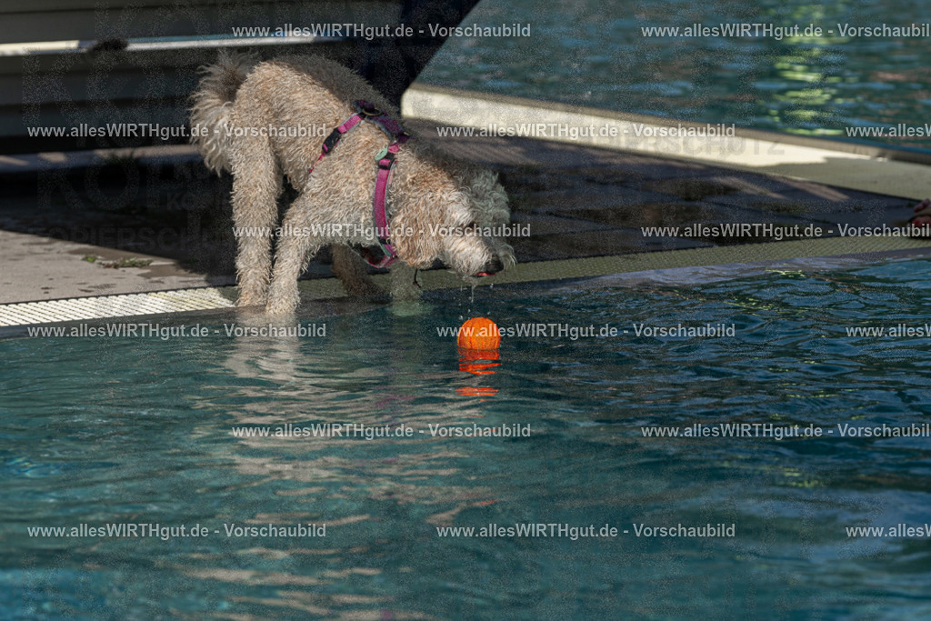 Hundeschwimmen_Volksbad_2026-allesWIRTHgut_Tierfotografie-2609061210-FAY06402 | Professionelle Tierfotografie in Mönchengladbach von Daniel Wirth (allesWIRTHgut). Liebevolle & natürliche Bilder von Hunden & Katzen für unvergessliche Erinnerungen.