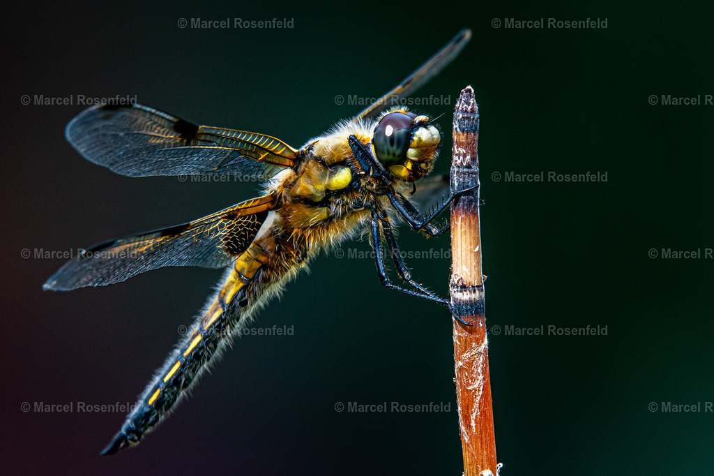 _DSC1514 | foto-rosenfeld