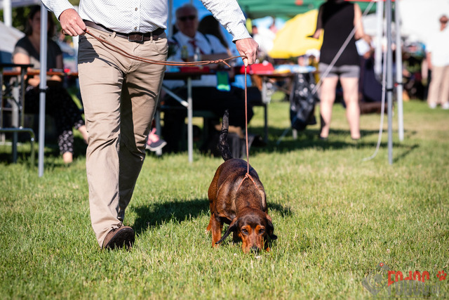 Dogshow CACIB Sonntag in Aarau | Dogshow CACIB Sonntag in Aarau. 25.06.2023 Foto: LeoWyden
