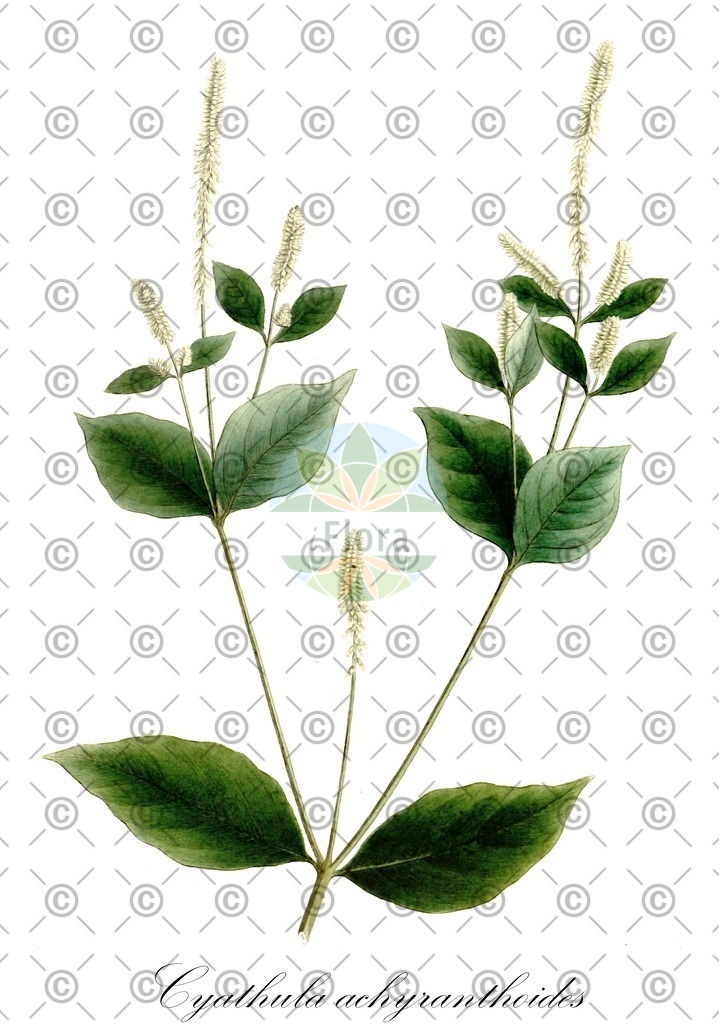 HistAbb_wfo-0000631423_1_ENZY_Simple | Historische Abbildung von Cyathula achyranthoides - Amaranthaceae | Historical Illustration of Cyathula achyranthoides - Amaranthaceae