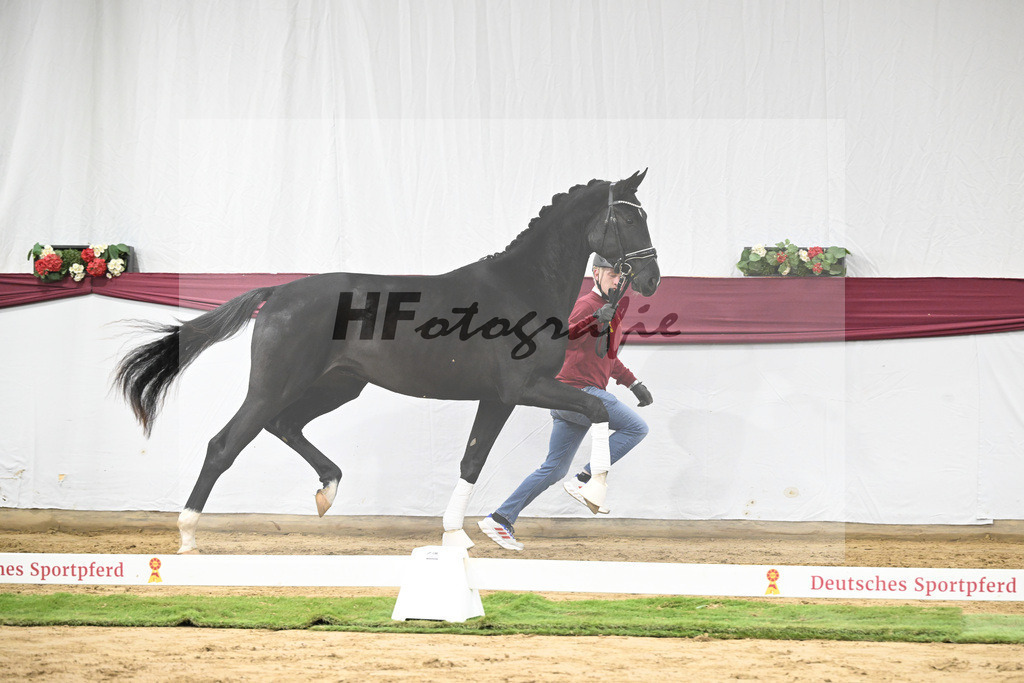 Kat-Nr. 61 Florent Blue Hors x St. Moritz Junior_ZG Kube u Holder_47252276 | hf-fotografie - Realisiert mit Pictrs.com