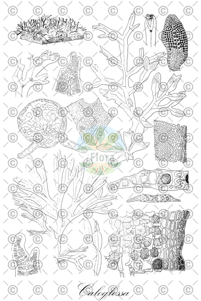 HistAbb_wfo-0000580894_1_ENZY_Simple | Historische Abbildung von Caloglossa - Delesseriaceae (0) | Historical Illustration of Caloglossa - Delesseriaceae (0)