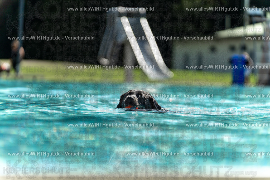 Hundeschwimmen_Volksbad_2026-allesWIRTHgut_Tierfotografie-2609061239-114955-7R500099 | Professionelle Tierfotografie in Mönchengladbach von Daniel Wirth (allesWIRTHgut). Liebevolle & natürliche Bilder von Hunden & Katzen für unvergessliche Erinnerungen.