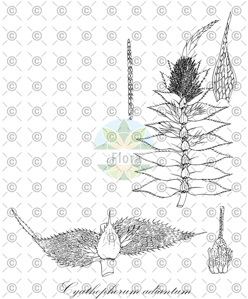 HistAbb_wfo-0001181374_2_ENZY_Simple | Historische Abbildung von Cyathophorum adiantum - Hypopterygiaceae | Historical Illustration of Cyathophorum adiantum - Hypopterygiaceae