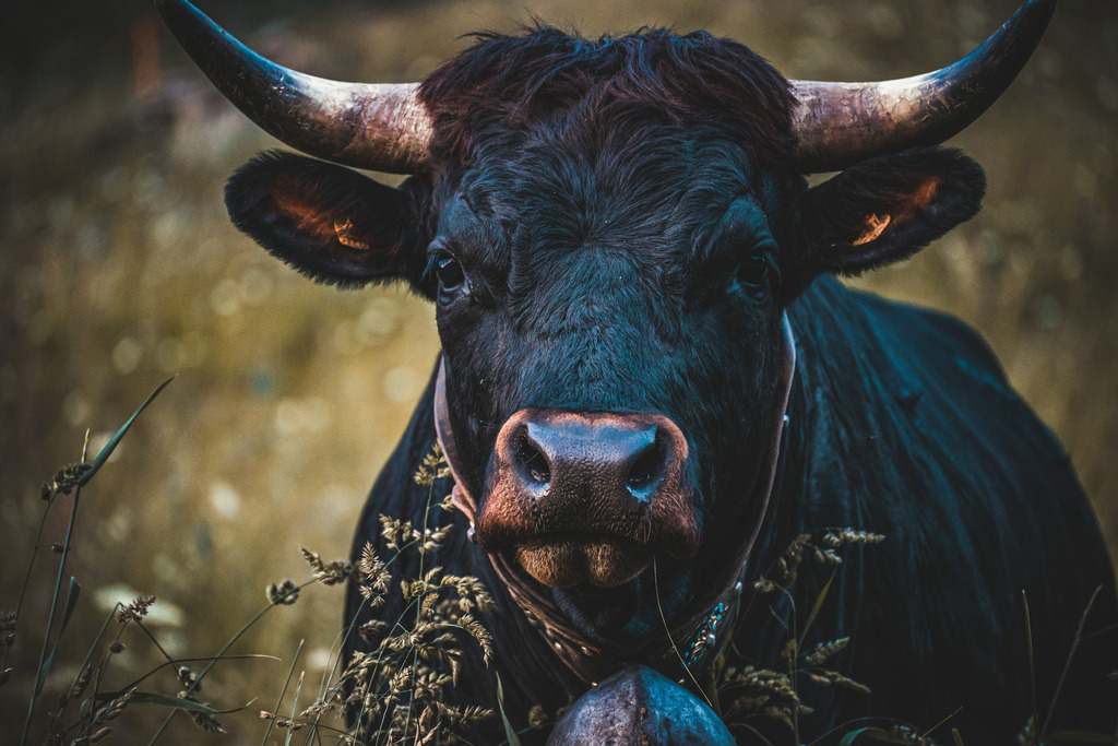 A77FC881-EE43-4AE1-BFEE-48454D050078 | <meta name="keywords" content="Bergbilder, Hochzeitsfotografie, Actionshootings, Fotografiearbeiten, Berglandschaften, Naturfotografie">

 - Realisiert mit Pictrs.com