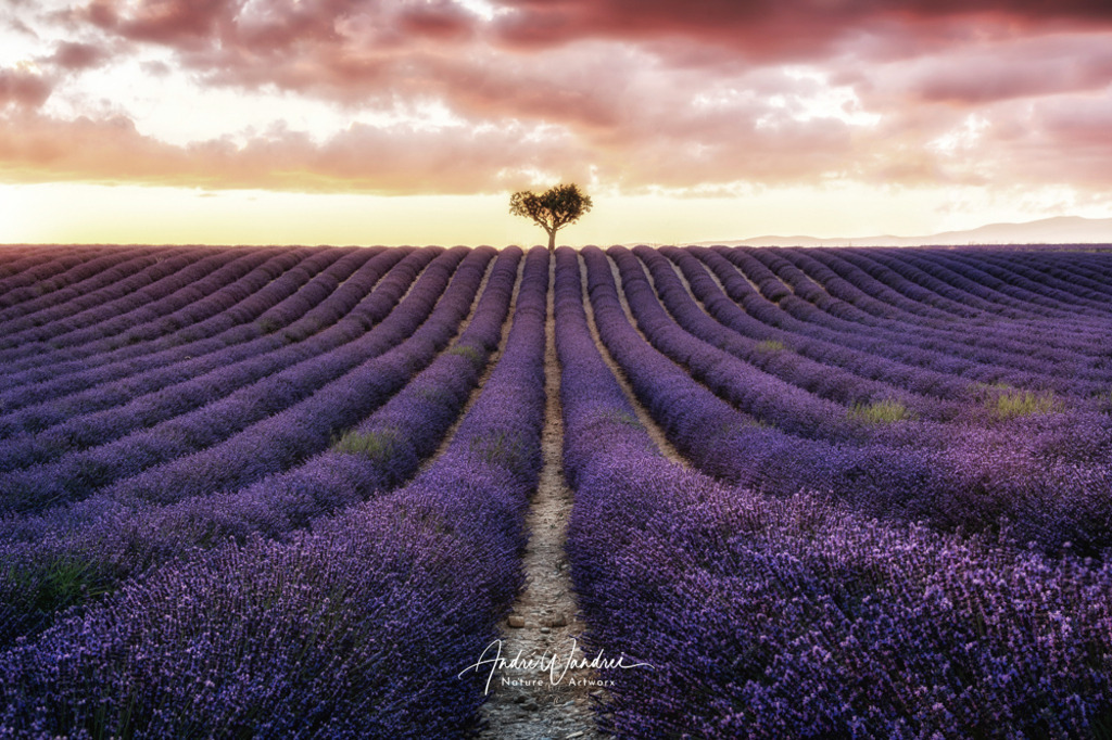 Leuchtende Felder | Andre Wandrei - Nature Artworx - Realisiert mit Pictrs.com