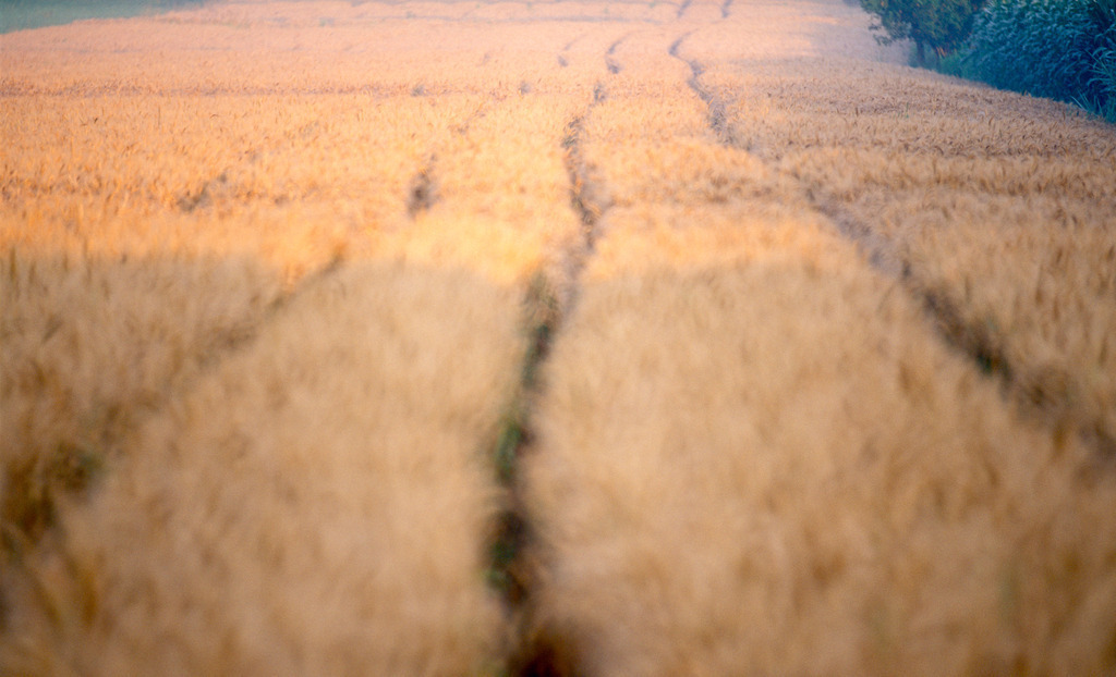 Spuren im Getreidefeld | Austria -  2009: Spuren im Getreidefeld. - Realisiert mit Pictrs.com