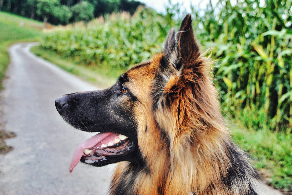 Hunde (4) | Tierfotografie / Haustierfotografie - Realisiert mit Pictrs.com