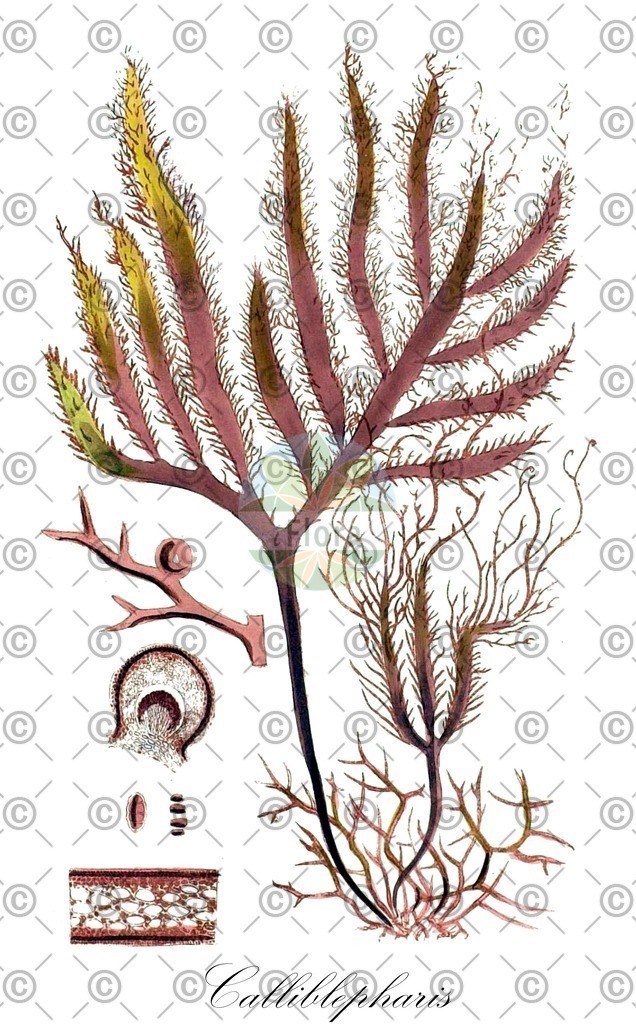 HistAbb_3FCM_3_ENZY_Simple | Historische Abbildung von Calliblepharis - Cystocloniaceae (0) | Historical Illustration of Calliblepharis - Cystocloniaceae (0)