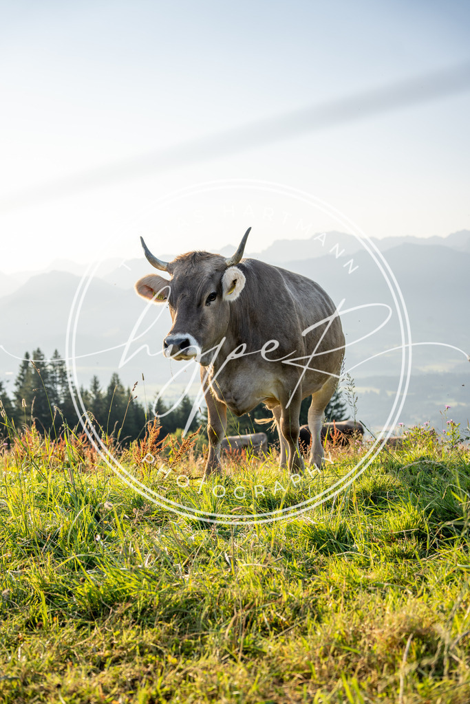 THA04929 | Hier findet ihr Bildergalerien & Fotos von Sportveranstaltungen & Events im Allgäu und Umgebung. 