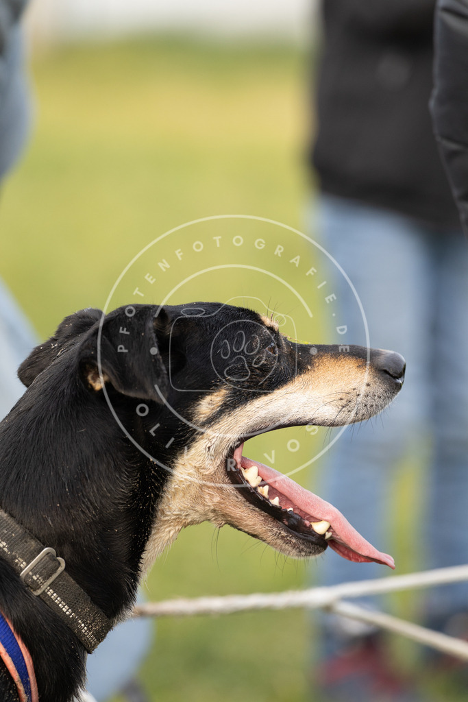 Pfotenfotografie_DV3A6702 | Hundefotografie, Tierfotograf, Pfotenfotografie, Fotoshooting Hund, Hunde Portrait, Hundesport, Hundeportraits, Heideshooting, Hunde, Sportfotograf, Hundefotograf, Turnierhundsport, THS,  - Realisiert mit Pictrs.com