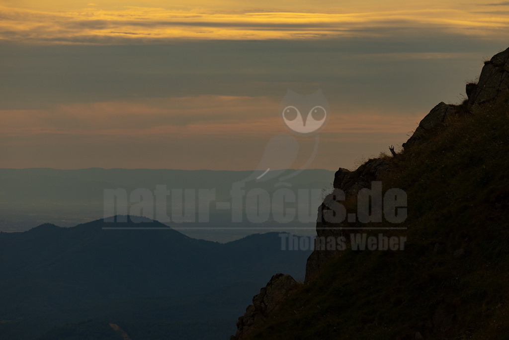 _5NF1875_20250706 | Eine Gämse (Rupicapra rupicapra) steht als Silhouette auf einem felsigen Vorsprung im Vordergrund, während im Hintergrund mehrere Schichten von Bergen in verschiedenen Blautönen in der Dämmerung oder bei Sonnenuntergang zu sehen sind. Der Himmel ist von Wolken bedeckt und zeigt sanfte Grau- und Orangetöne. - Realisiert mit Pictrs.com