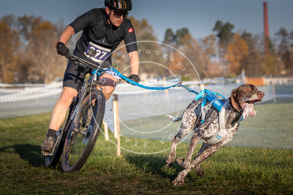 CaniXpix_0L8A3915 | Hundefotografie, Tierfotograf, Pfotenfotografie, Fotoshooting Hund, Hunde Portrait, Hundesport, Hundeportraits, Heideshooting, Hunde, Sportfotograf, Hundefotograf, Turnierhundsport, THS,  - Realisiert mit Pictrs.com
