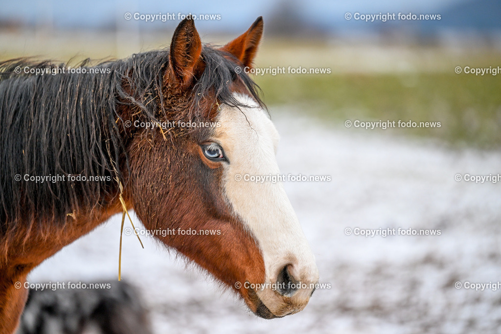 Slowakei_ Durcina_ Ranch Simba_ 25.12.2025-3 | 25.12.2025, Rajec, SVK, Themenbild, Pferde, im Bild Pferd, Pferde, Stute, Hengst, Fohlen, Quarter Horse, Ranch, Weide, Hof, Wiese, Stall, Nutztier, Tier, Tierfotografie