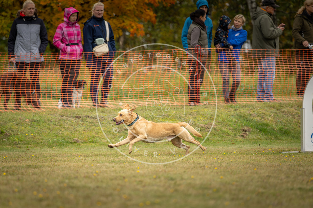Pfotenfotografie_DV3A4450 | Hundefotografie, Tierfotograf, Pfotenfotografie, Fotoshooting Hund, Hunde Portrait, Hundesport, Hundeportraits, Heideshooting, Hunde, Sportfotograf, Hundefotograf, Turnierhundsport, THS,  - Realisiert mit Pictrs.com
