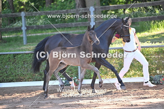 14_Total Diamond PS - Don Girovanni_758_7794 | Björn Schroeder Pferdefotografie
