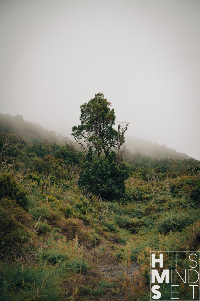 Mystree | Sichere dir dein Lieblingsbild von HISMINDSET als Print für dein Zuhause oder das Büro! - Realisiert mit Pictrs.com