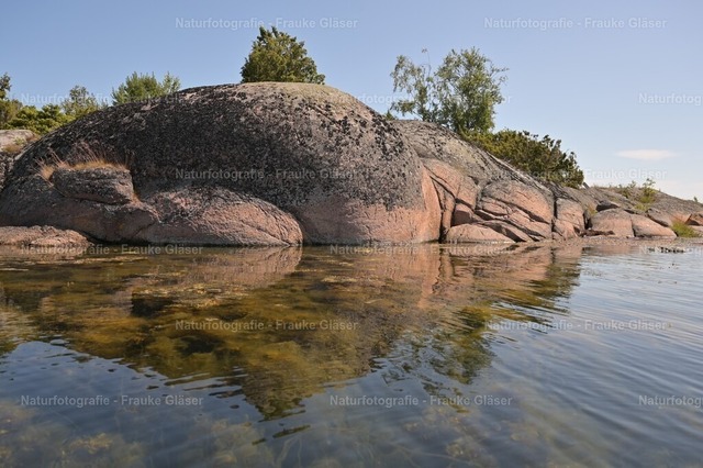 DSC_1941Oskarsham__Juli2025 | Naturfotografie Frauke Gläser - Realisiert mit Pictrs.com
