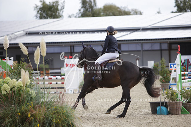 1J2A0792Elisa Marlene von Hacht_ Pablo vd Kruisselbrink_ Kn828_ Havekost | Foto- und Videografie für alles rund ums Pferd. Hochwertige Bilder und Videos vom Spring- und Dressurreiten, Voltigieren & mehr. Jetzt aktuelle Veranstaltungen und Preise im Shop ansehen. - Realisiert mit Pictrs.com