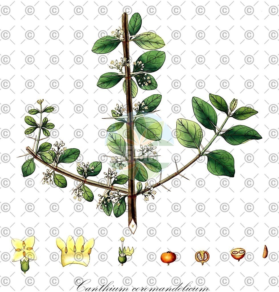 HistAbb_wfo-1000003459_1_ENZY_Simple | Historische Abbildung von Canthium coromandelicum - Rubiaceae | Historical Illustration of Canthium coromandelicum - Rubiaceae