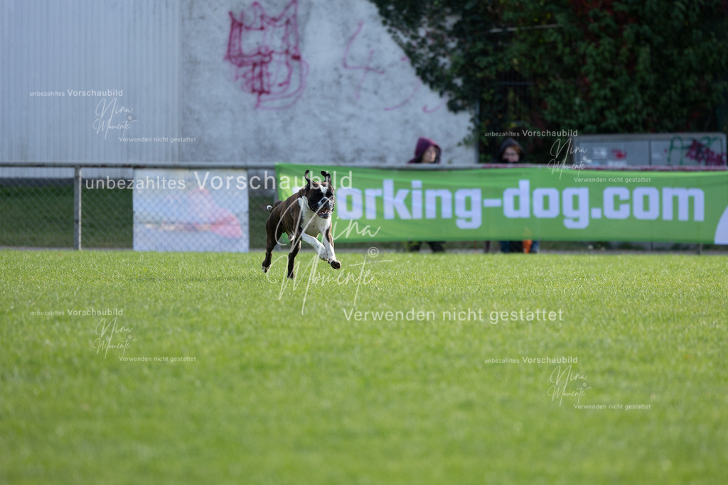 _16A6469 | Einzigartige Fotos von Hunden & Menschen –Actionfotos, Portraits, Vereinsaufnahmen & Paarshootings – authentisch, lebendig & mit Herz.