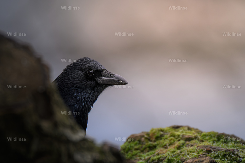 Wildlinse-250118-1-2 | Willkommen bei Wildlinse. Wildtierfotografien aus Schleswig-Holstein: Entdecke einzigartige Fine-Art-Prints und Poster, die Ruhe, Wildnis und die Schönheit unserer heimischen Tierwelt in dein Zuhause bringen. - Realisiert mit Pictrs.com