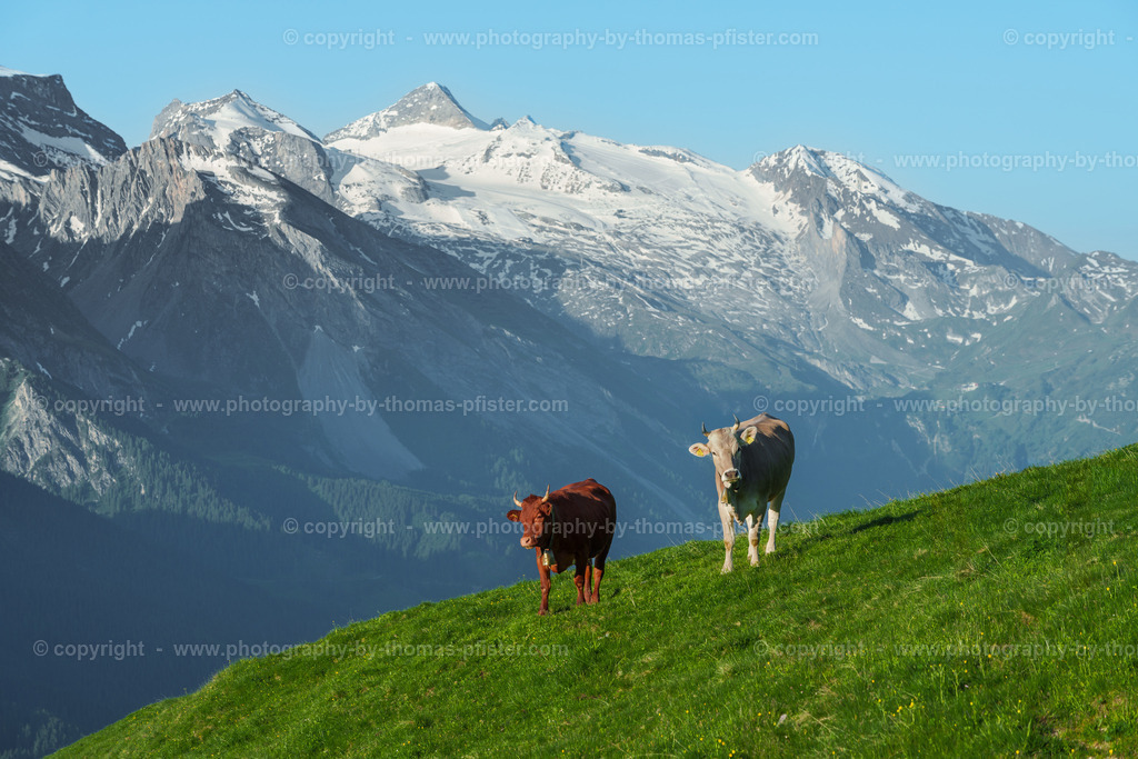 Kühe Tux  am Morgen copyright  Thomas Pfister-1 | PHOTOGRAPHY BY THOMAS PFISTER