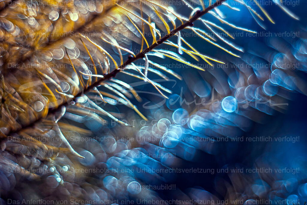 magische Bubblewelt im Wald | People- und Tierfotografie, Imageaufnahmen, Veranstaltungsfotografie und Wandbilder aus der Natur ★ Made in Germany ✔️ Druck + Downloads ✔️ Naturfotografie in Top Qualität ★ schneller Versand, weltweite Lieferung! - Realisiert mit Pictrs.com