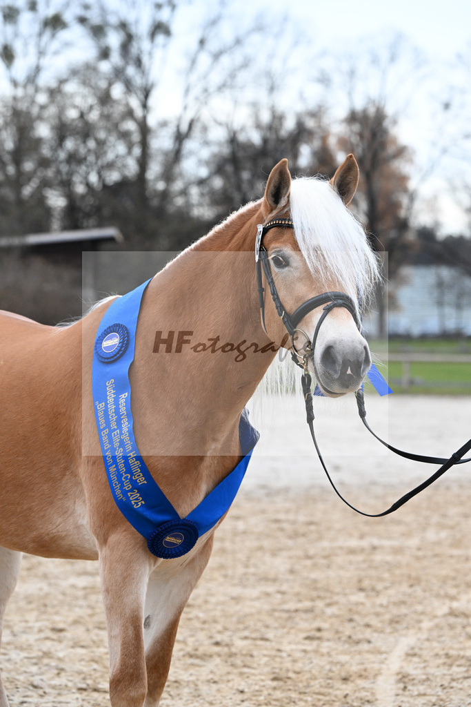 Bl. Band Kat-Nr. 15 Bambi v. Bon Jovi_Stange Haflingergestuet_48251658 | hf-fotografie - Realisiert mit Pictrs.com